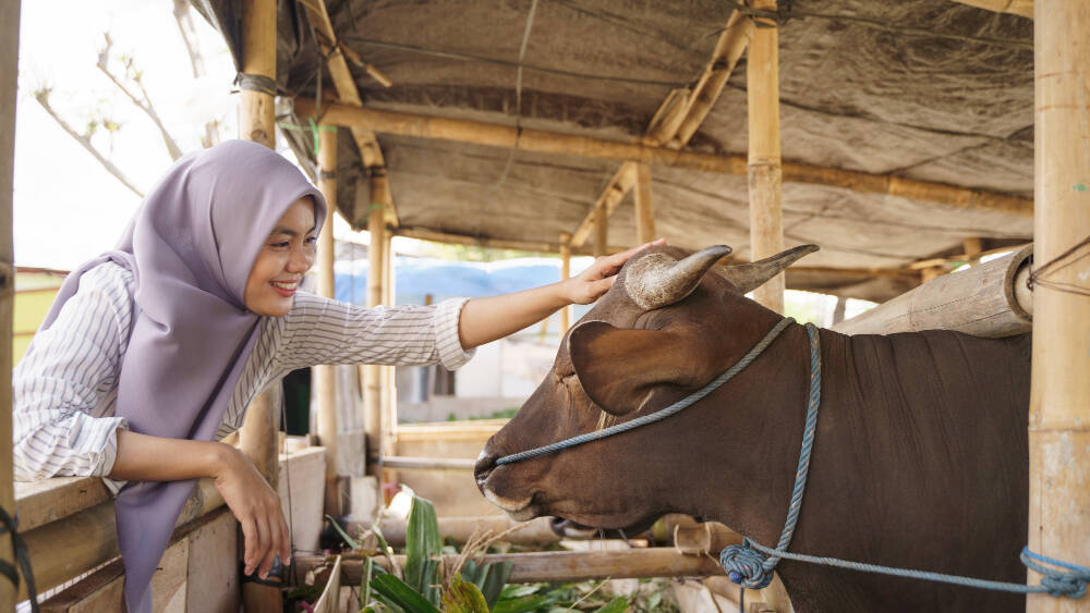 Hukum Menyimpan Daging Kurban Setelah Hari Tasyrik